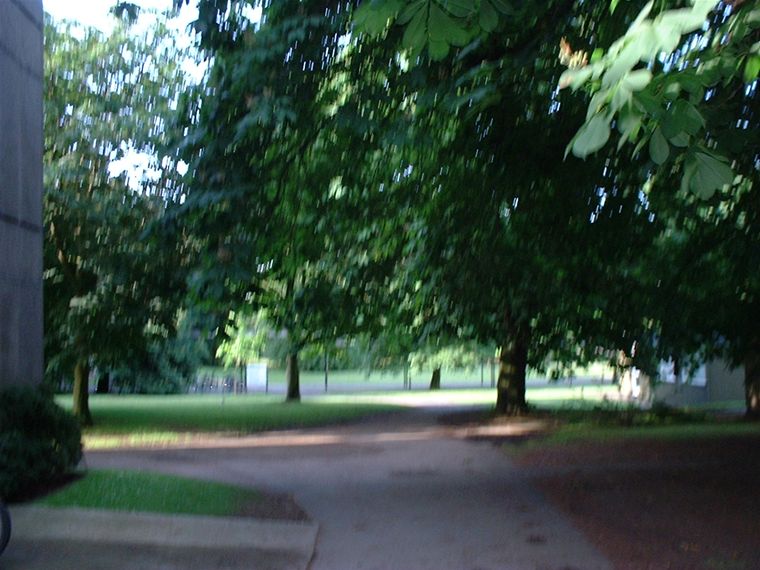 out of focus / shakey camera shot of trees :)
