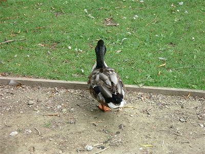 a duck (of which there are many many many millions on york uni campus)