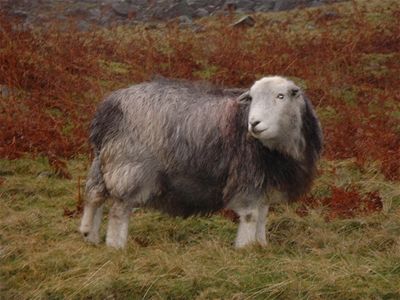 BAAAA! It's a mountain sheep