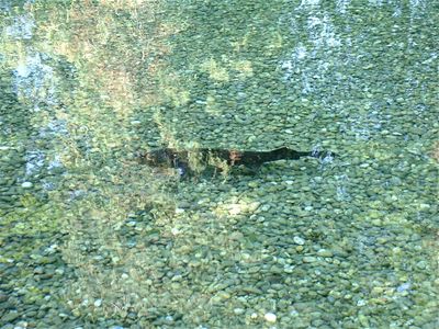 Weird Fish at the trick fountains
