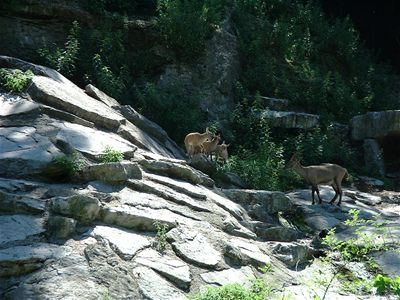 Salzburg Zoo
