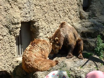 Bears