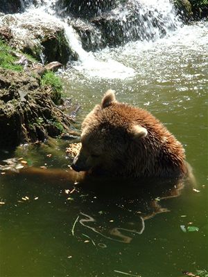 Bears