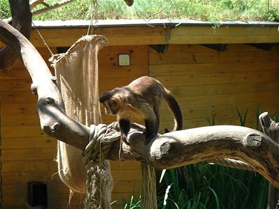 A monkey of some form