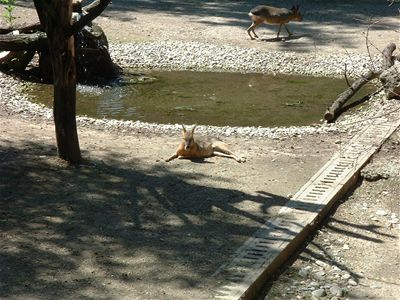 Patagonian Hares