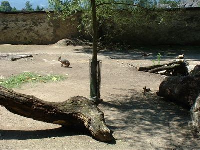 Patagonian Hares