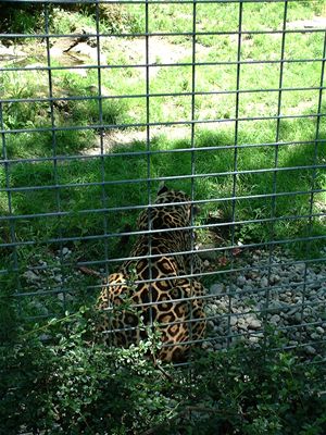 The Jaguar