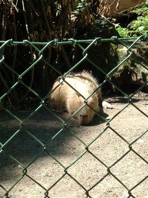 Odd lazy looking creature