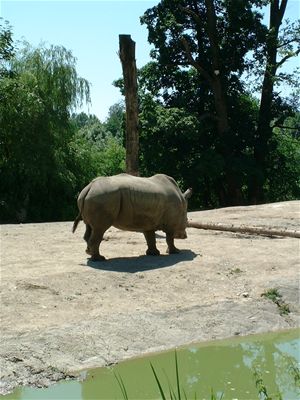 The Rhino