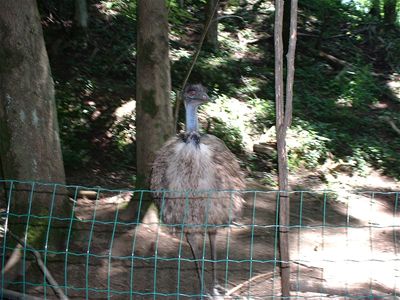 Emu