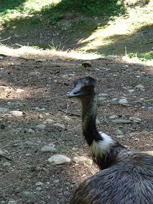 Emu