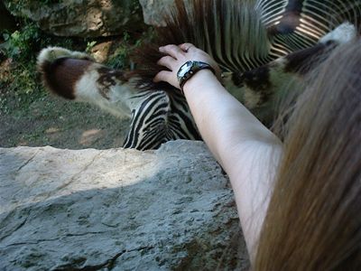 Our zebra friend