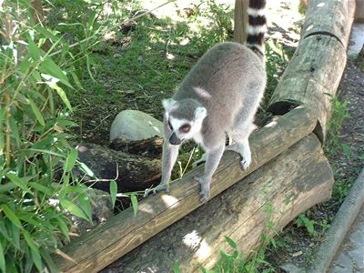 Ring-tailed lemur