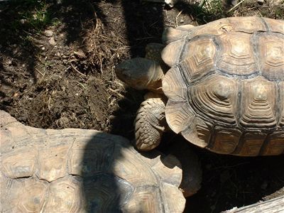 The Tortoise