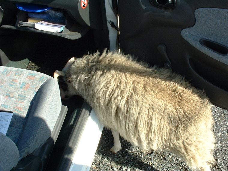 An over-friendly ram - 1