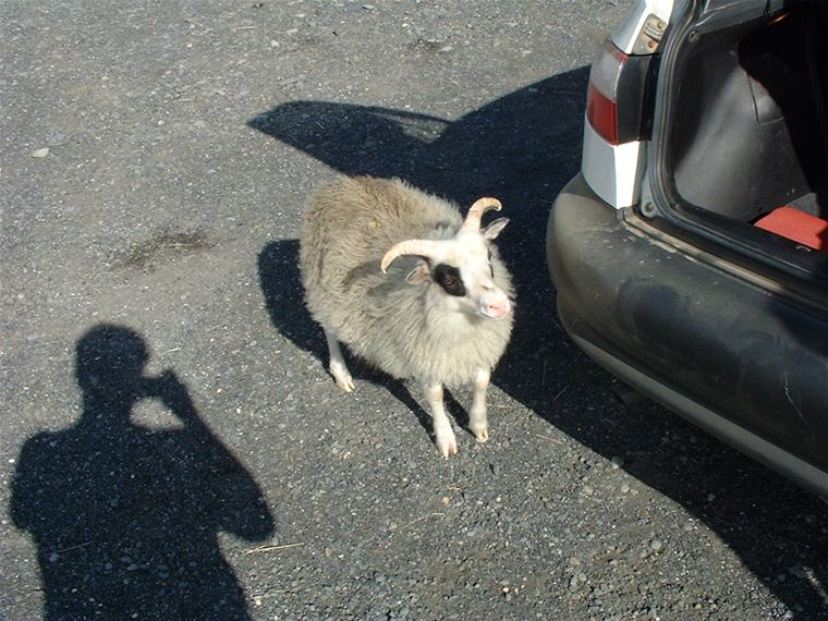 An over-friendly ram - 2