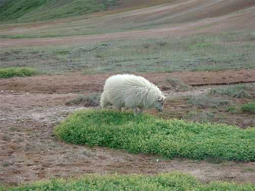 A Sheep