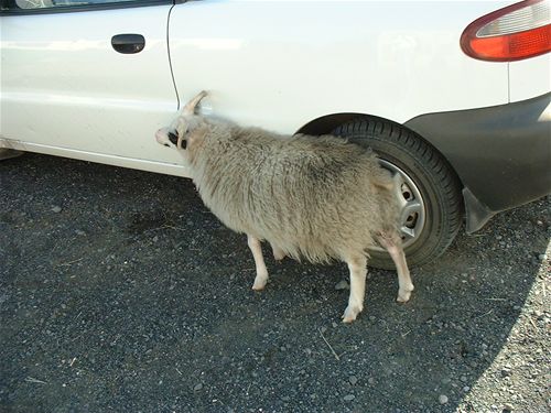 An over-friendly ram - 3