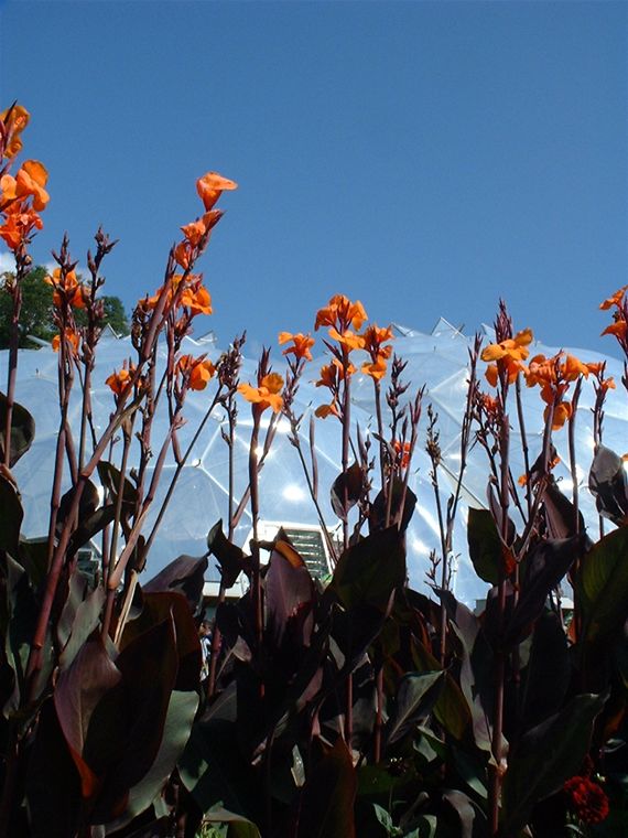 Odd looking flowers in the outdoor Biome area