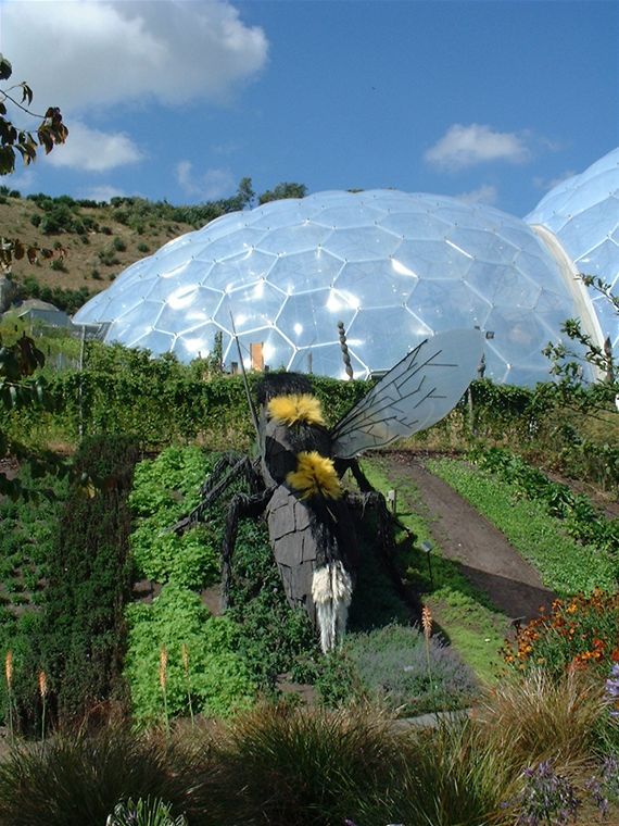 A huge bee