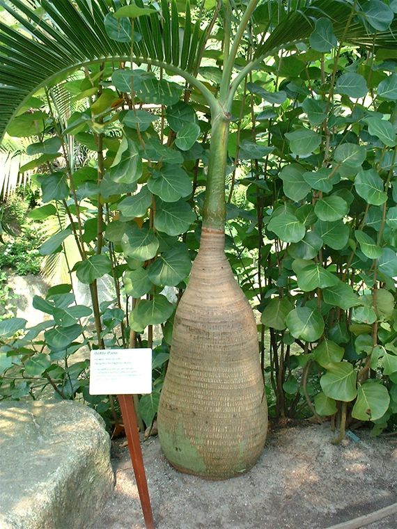 Another ridiculous looking plant