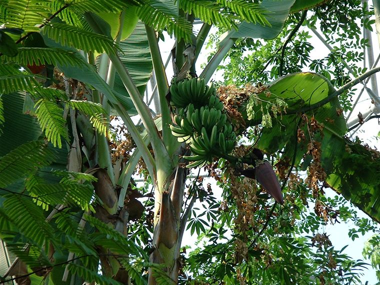 Banana Tree