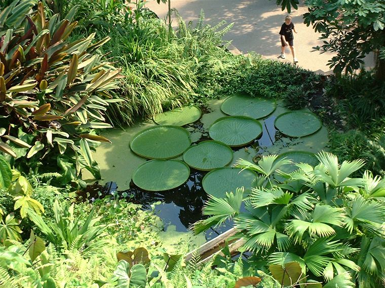 Humungous lillie pads