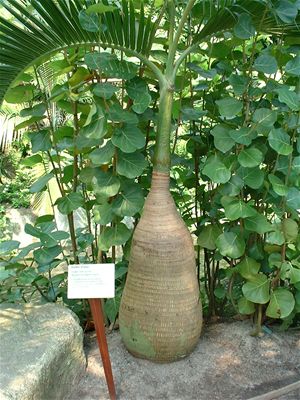 Another ridiculous looking plant