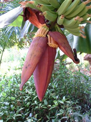 Close up of the bananas - stumpy little things