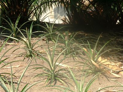 A pineapple plant