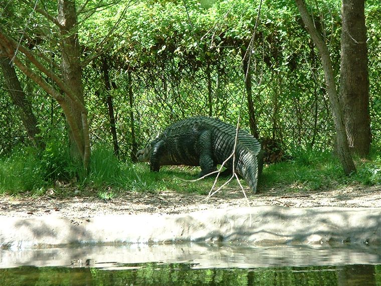 Aligator