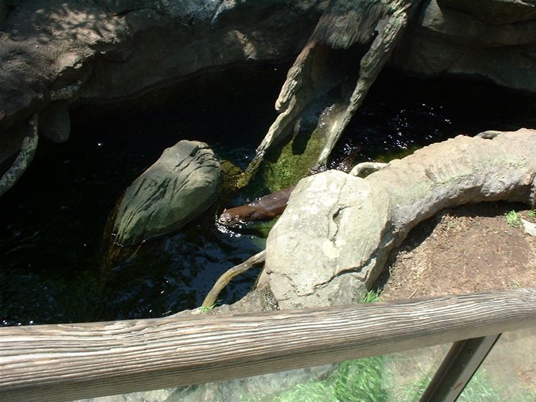 Otter