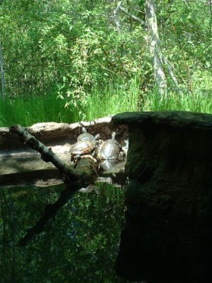 Turtles
