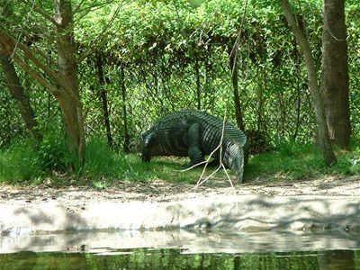 Aligator