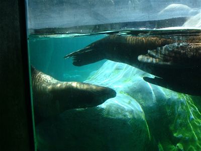 Seals 'n Sealions