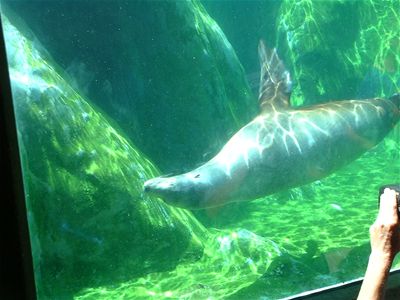 Seals 'n Sealions