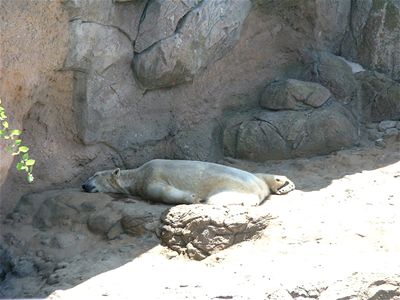 Polar Bears - who'd been kept in small cages all their lives until being rescued, and so were fairly mad.