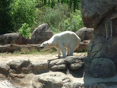 Polar Bears - who'd been kept in small cages all their lives until being rescued, and so were fairly mad.
