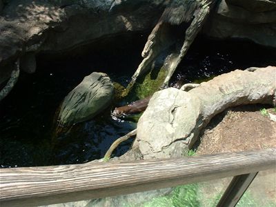 Otter