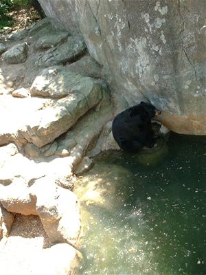 Bear