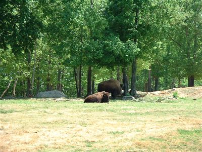 Bison