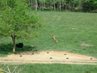 Scampering Creatures... gazelles?