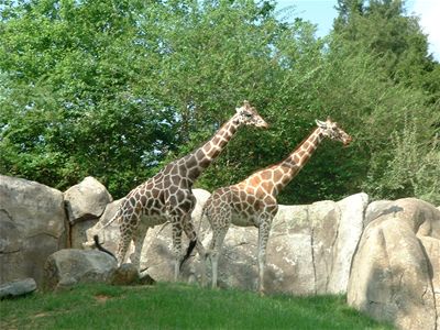 Giraffes