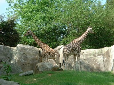Giraffes