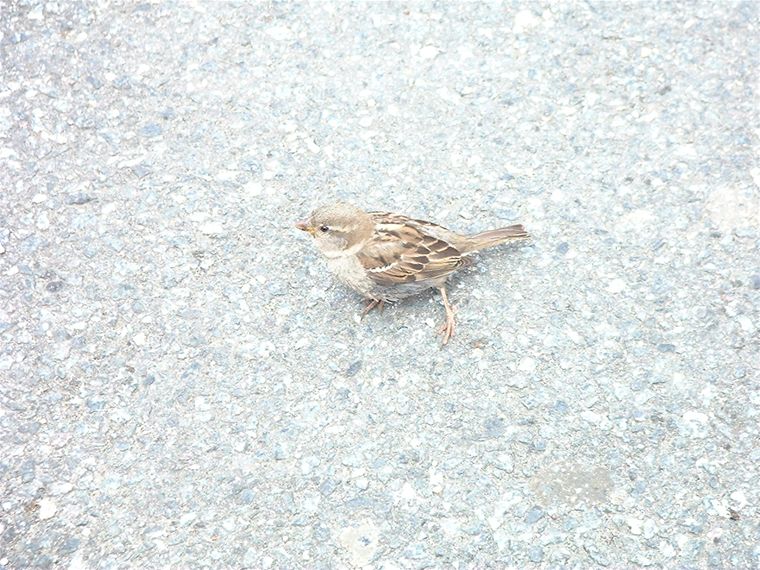 Little bird at Land's End