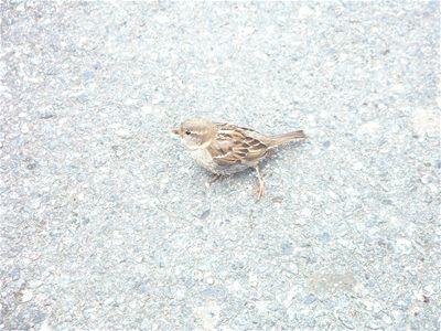 Little bird at Land's End