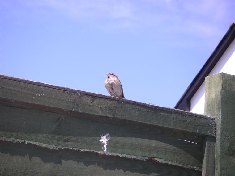 Little bird of some description