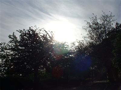 sun over the trees