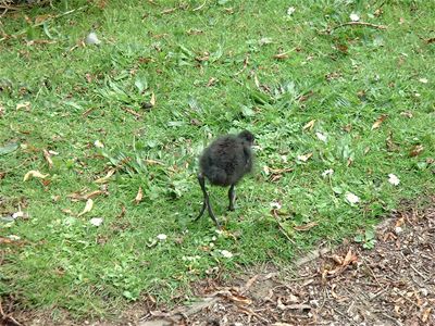 a little bird thingy - probably a baby moorhen