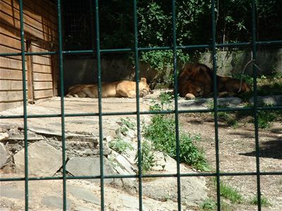 Lionesses having a nap